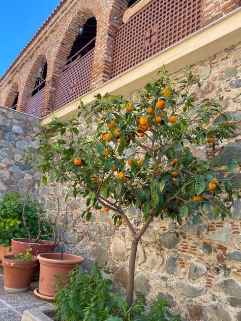 #cyprus #machairas #monastery #orangetree Cyprus Tree, Cyprus Trees, Orange Tree, Cyprus, Exterior, Orange, Plants