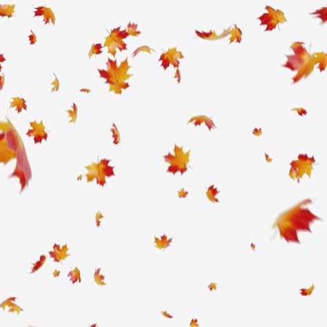 maple,autumn,leaves,leaf,background,fall,foliage,red,season,yellow,nature,beautiful,pattern,white,seasonal,isolated,abstract,bright,plant,natural,leaf clipart,fall clipart,autumn clipart,plant clipart,nature clipart,leaves clipart,beautiful clipart Fall Leaves Images, Fall Leaves Background, Autumn Leaves Falling, Nature Clipart, Fall Leaves Png, Plant Clipart, Fall Leaf Decor, Background Fall, Autumn Leaves Background