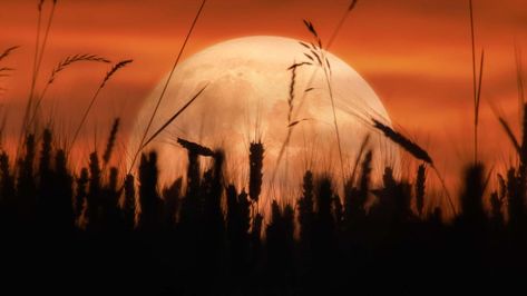 Harvest Moon 2023 September News!!! September Full Moon, September Magick, Harvest Full Moon, Full Moon Names, September Equinox, Moon 2023, Corn Moon, March Equinox, The Moon Tonight