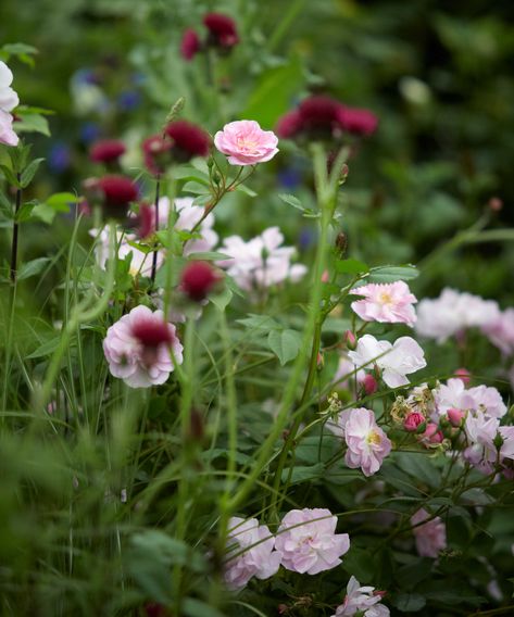 Designing a rose garden: for naturalistic and formal schemes | Palette Garden, Cottage Garden Roses, English Garden Design, Rose Garden Design, Herbaceous Border, Rose Varieties, Types Of Roses, Modern Garden Design, Rose Trees