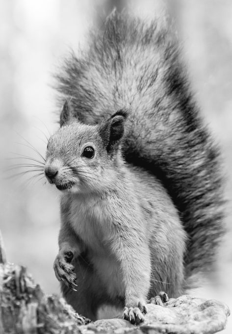 Black And White Animal Photography Wildlife, Squirrel Black And White, Black And White Animals, Squirrel Tattoo, Animal Photography Wildlife, Animal Tattoo Ideas, Wild Animals Photography, Cats Art Drawing, Scratchboard Art