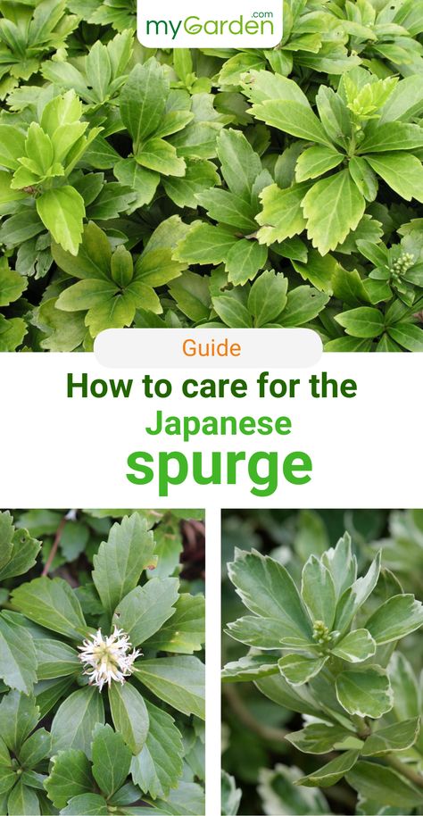 The Japanese pachysandra covers bare ground areas with a thick, evergreen leafy carpet. It's extremely low maintenance and frost-hardy. However, in order to care for this evergreen shrub correctly, you need to keep a few things in mind. Learn here everything you need to know to plant and care for the Japanese spurge. #mygardencom #mygarden #japanesespurge #japanesepachysandra #shrubs #spurge Japanese Spurge Landscape Design, Spurge Plant, Japanese Spurge, Rabbit Resistant Plants, Spanish Bluebells, Woods Design, Beautiful Valley, Ground Covers, Growing Greens