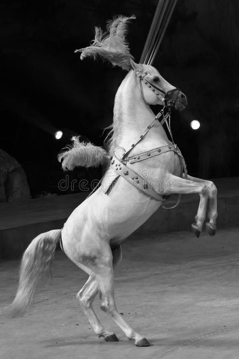 Standing Horse. A horse is preparing to walk with two legs , #spon, #horse, #Horse, #Standing, #legs, #walk #ad Horse Standing Up, Surreal Circus, Old Western Actors, Circus Horse, Standing Horse, Horse Standing, Horse Rearing, Horse Reference, Dale Evans