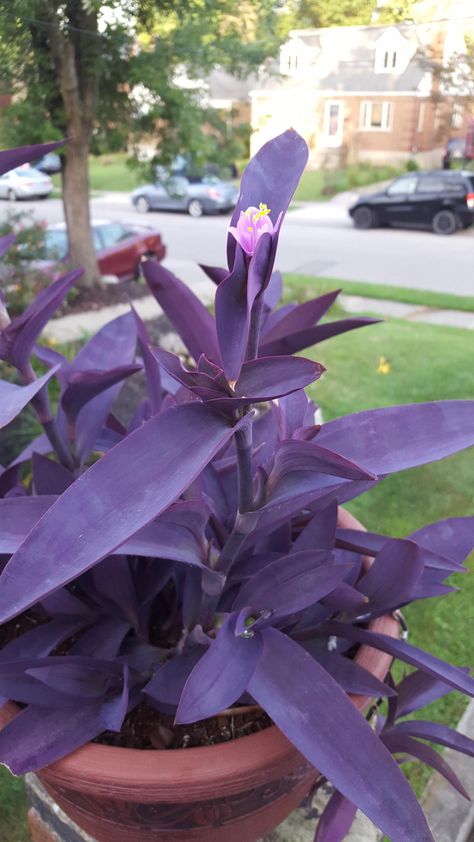 Purple Heart Plant, Tropical Backyard Landscaping, Heart Plant, Hanging Plants Outdoor, Tropical Backyard, Purple Plants, Fertilizer For Plants, In Front Of House, Flower Care