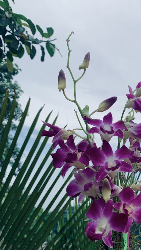 Purple Orchid Aesthetic, Orchid Aesthetic Wallpaper, Versace Mermaid, Orchids Aesthetic, Orchid Aesthetic, Purple Orchid Bouquet, Orchid Wallpaper, Orchid Photography, Tropical Aesthetic