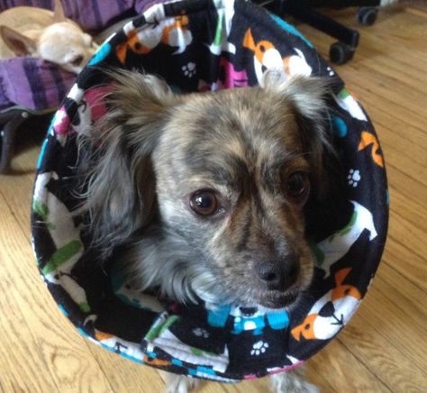 Dog Cones Diy, Diy Dog Cone Alternatives, Diy Dog Cone, Homemade Dog Cone, Cone Of Shame Alternatives, Dog Cone Alternative, Pet Healing, Cones Diy, Pets Products