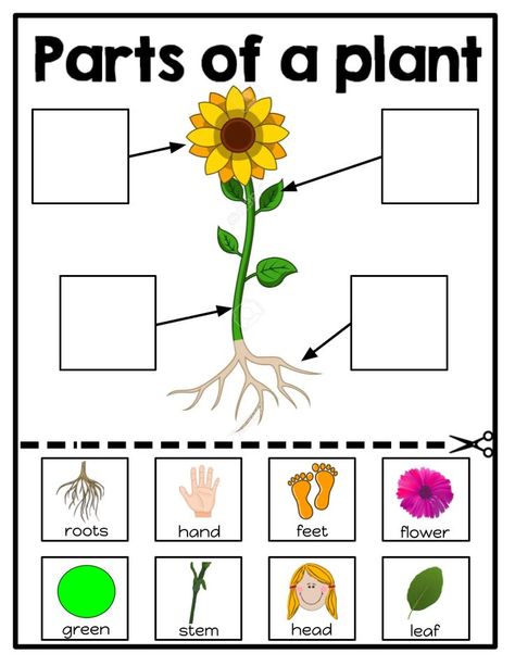 parts of a plant worksheets