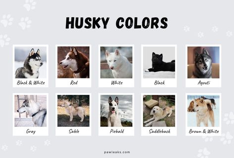 All Husky Colors Explained - from Red to Agouti | PawLeaks Husky Fursona, Sable Husky, Agouti Siberian Husky, Siberian Husky Colors, Husky Brown, Agouti Husky, Animal Markings, Red Siberian Husky, Husky Facts