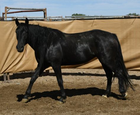 Black Mustang Horse, Mustang Makeover, Horse Poses, Blm Mustang, Black Mustang, Horse Reference, Warmblood Horses, Horse Coats, Horse Colors