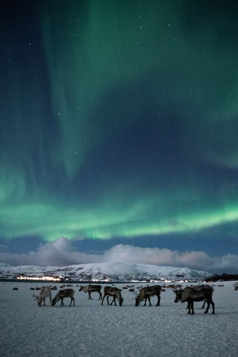 Reindeer Sledding - Chances of Northern Lights | Go Fjords Northern Lights Switzerland, Northern Lights Tromso, Tromso Norway Northern Lights, Norway Reindeer, Norway Northern Lights, Fjords Norway, Finland Nature, Norway Winter, Tromso Norway