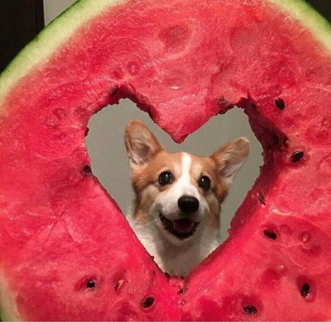 Dog Watermelon, Heart Watermelon, Watermelon Dog, Aesthetic Pics, Aesthetic Pictures, Watermelon, Dog Cat, Wordpress, Fox