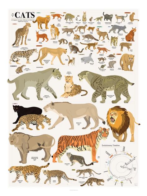 This Wall Chart Shows Every Species in the Cat Kingdom | Mental Floss Sabertooth Tiger, Cat Species, Animal Poster, Big Cats Art, Cat Shedding, Outdoor Cats, Cat Family, Prehistoric Animals, Cat Posters