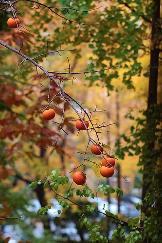 How to Grow Persimmon Trees | Persimmon Trees Persimmon Flowers, Persimmon Plant, Persimmon Tree Illustration, Texas Persimmon Tree, Persimmon Tree Photography, Texas Trees, Persimmon Tree, Sprouting Seeds, Creative Gardening