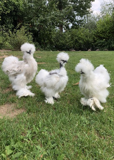 Silky Chickens, Chicken Coop Inside, Fluffy Chickens, Silkie Bantam, Brahma Chicken, Fluffy Chicken, Bantam Chickens, Fancy Chickens, Silkie Chickens