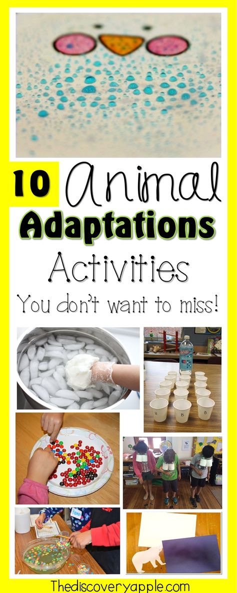 10 Exciting Animal Adaptations Activities and Resources - The Discovery Apple Winter Adaptations Activities, Animal Adaptations Activities Kindergarten, Bird Adaptations Activities, Benchmark Advance Third Grade Unit 1, Biome Activities For Kids, Bird Beak Adaptations Activities, Camouflage Activities For Preschoolers, Animal Steam Activities, Animal Camouflage Activities For Kids