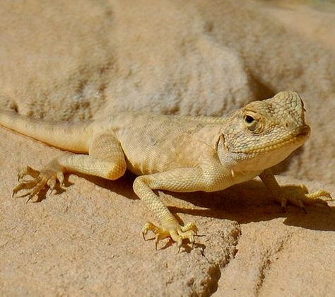 Desert lizards.  My sis and I had a pair of desert lizards.  We named them Jedadiah and Indiana! perfect companions for sunbathing! Desert Lizard, Desert Lizards, Ncr Ranger, Wild Animals Photography, Desert Land, Desert Animals, Desert Life, Desert Homes, Foto Art