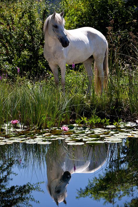 White horse - Reflection - from Han Pfleger Reflection Tattoo, Pond Reflection, Reflection In Water, Horse Photo, Morgan Horse, Mini Horse, Most Beautiful Horses, All About Horses, Horse Drawing