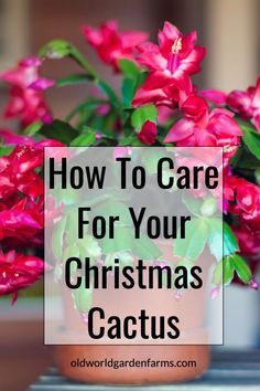 Christmas Cactus Flower, Christmas Cactus Propagation, Christmas Cactus Care, Flower Tips, Christmas Cactus Plant, Easter Cactus, Thanksgiving Cactus, Garden Cactus, Holiday Cactus