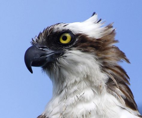 Osprey Bird, Raptors Bird, Bird Hunting, Australian Birds, Animal Heads, Bird Drawings, Birds Of Prey, Bird Photography, Bird Watching