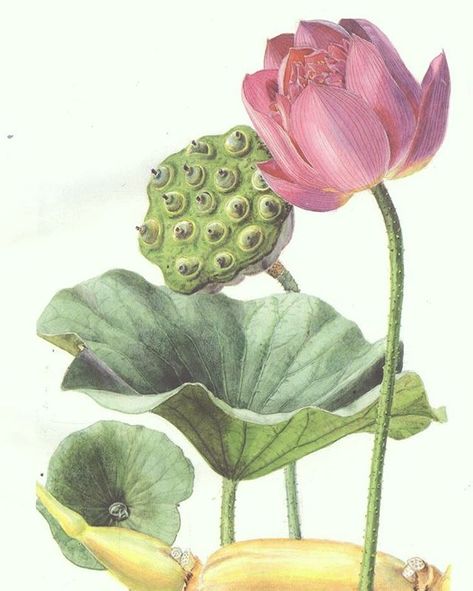 Nelumbo Nucifera Illustration, Coral Painting, Canvas Art Painting Acrylic, Lotus Flower Art, Lotus Painting, Lotus Art, Illustration Botanique, Wall Art Wallpaper, Art Deco Wallpaper