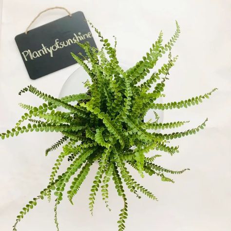 Lemon Button Fern Care Guide (Nephrolepis Cordifolia) - Indoor Home Garden Lemon Button Fern Care, Button Fern Care, Fern Care Indoor, Nephrolepis Cordifolia, Lemon Button Fern, Button Fern, Fern Care, Ferns Care, Front Yard Plants