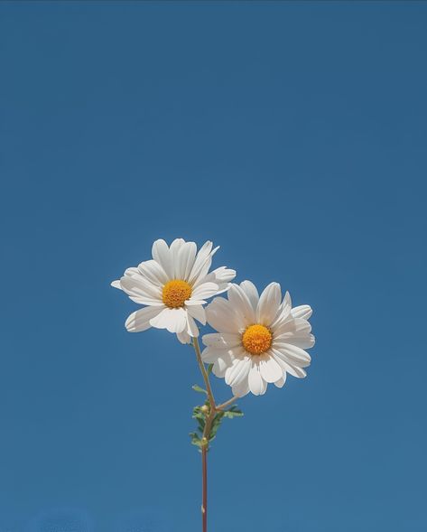 Flower Profile Picture Aesthetic, Profile Picture Flowers Nature, Daisy Flower Profile Picture, Flower Profile Picture Instagram, Daisy Profile Picture, Flowers Profile Picture, Flower Profile Picture, Daisy Flower Aesthetic, O Re Piya