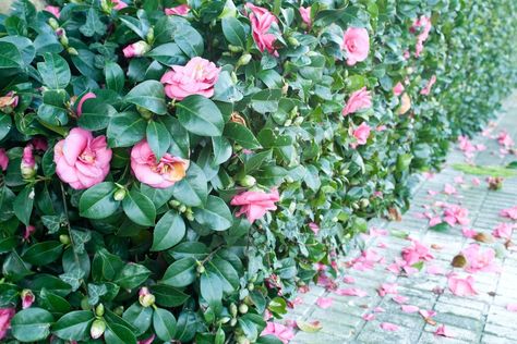 10 Living Fence Ideas Flowering Hedge, Bridal Wreath Spirea, Flower Hedge, Hedge Plants, Sonic Bloom, Flowering Quince, Evergreen Hedge, Broadleaf Evergreen, Garden Hedges