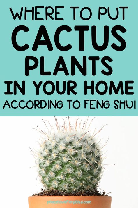 where to place cactus plants in your home in feng shui. feng shui cactus placement. feng shui tips for cactus plants. Feng Shui Your Bedroom, Small Cactus Plants, Feng Shui Plants, Feng Shui Tree, Cactus Arrangement, Christmas Cactus Plant, Feng Shui Energy, Chi Energy, Lucky Plant