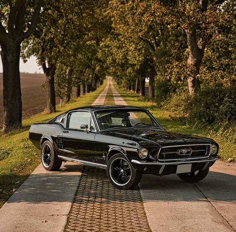 Take The Long Way Home, Tmax Yamaha, Ford Mustang 1967, Black Mustang, 65 Mustang, Vintage Mustang, Long Way Home, Ford Mustang Fastback, Mustang Fastback