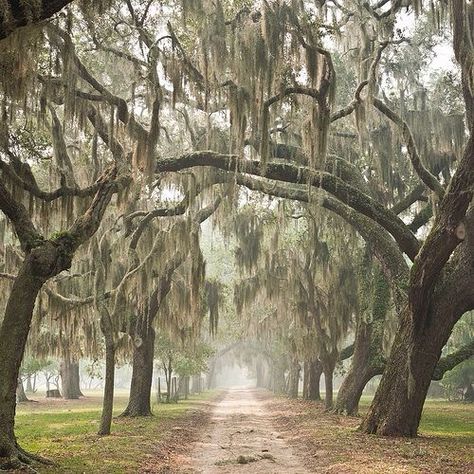 Weeping Willow trees in Savannah, GA 😍 Cumberland Island, Weeping Willow Tree, Weeping Willow, Southern Gothic, Spanish Moss, To Infinity And Beyond, Savannah Ga, Down South, Pics Art