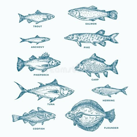 Fish Sketch, Sketch Icon, Drawn Fish, Fish Icon, Linear Art, Fish Stock, Fish Crafts, Fish Illustration, Cod Fish