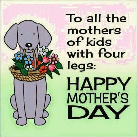 Happy Mothers Day Pictures, To All The Mothers, Dog Mom Quotes, Happy Mom Day, Dog Mothers Day, Happy Mothers Day Wishes, Happy Mother Day Quotes, Mother Day Wishes, Pet Mom