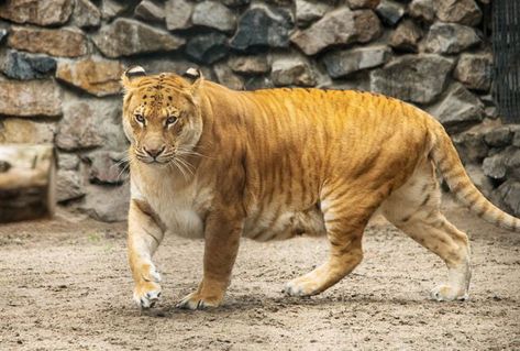 Ligers are the cross of a male lion and a female tiger, and they are the largest of all living cats and felines. False Killer Whale, Female Tiger, Hybrid Animals, Female Lion, Black Jaguar, Male Lion, Exotic Cats, Savannah Cat, Types Of Animals