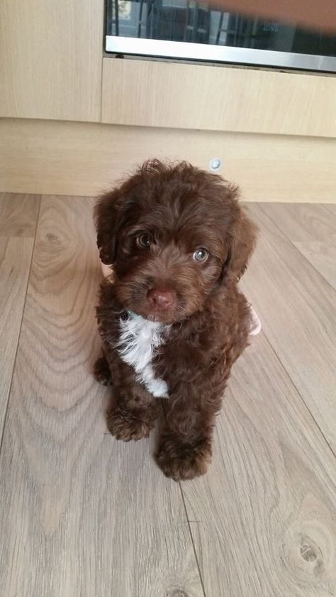 puppy cute dog Brown Mini Goldendoodle, Toy Poodle Puppies Black, Brown Goldendoodle, Puppy Aesthetic, Cute Small Dogs, Dream Things, Goldendoodle Puppies, Dog Mommy, Dream Future