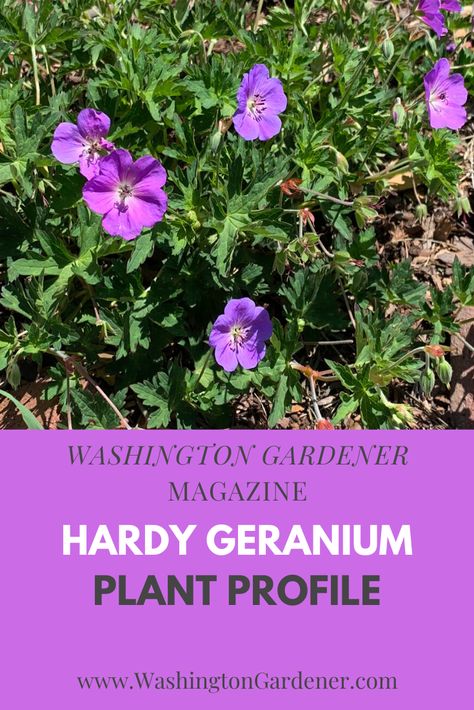 Hardy Geranium, also known as Cranesbill, s easy to grow.  It is useful in the garden as a ground cover and at the front of flower borders. It has an exceptionally long blooming period and you can sheer off the first flowers to encourage re-blooming throughout the summer into fall... Groundcover Plants, Geranium Plant, Flower Borders, Hardy Geranium, Ground Cover Plants, School Garden, Flower Care, Flower Spike, Plant Supports