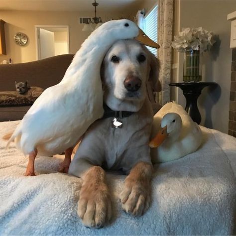 16 Interspecies Friendships That Are Too Pure For This Timeline Unlikely Animal Friends, Regnul Animal, Pet Ducks, Hapkido, Animals Friendship, A Duck, Cute Animal Pictures, Large Animals, Sweet Animals