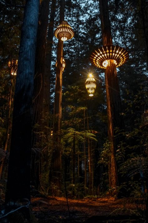 Forest Lighting Design, Forest With Lights, Light A Tree, Lights In Forest, Light In Forest, Lights In Trees, Forest Installation, Forest Backyard, Forest Entrance