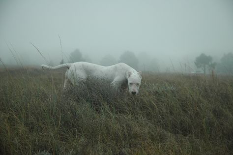 Dog Argentino, Dog Motif, Pretty Animals, Bad Dog, Silly Animals, Beautiful Dogs, Pitbull, Beautiful Creatures, Animal Photography