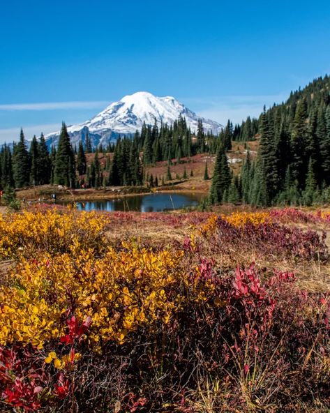 Visit the incredible landscape of Mt Rainier and fall in love. Visit Mount Rainier in October and find out why it's the most magical place to experience fall in the US. Get fantastic tips on vistiing in October including where to stay, what hikes to take, areas to explore and much more! You'll be in awe of the splendor at Paradise and the beauty of Myrtle Falls. Get ready for your new favorite fall destination- Mt Rainier! Washington Road Trip, Rainy Photos, Lush Rainforest, Fall Hikes, Rugged Mountains, Mount Baker, Mt Rainier National Park, Washington Hikes, Mountain Landscapes