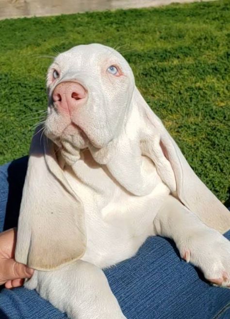 White Bassett Hound, Basset Hound Puppy Aesthetic, Albino Dogs, Albino Dog, Being Nice, Basset Hound Puppy, Hound Puppies, Cute Dogs Images, Almost 30