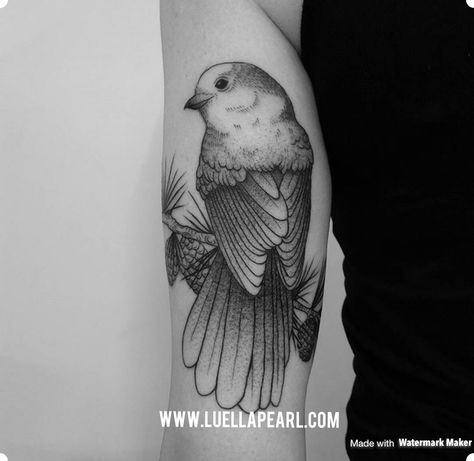 Canadian Grey Jay. These birds are courageous, brace, friendly and sneaky (they love stealing snacks) they are also Canada's national bird. Tattoo done for Caitlin Melvin by Sebastian at Chronic Ink Tattoo in Toronto. (Do no re pin without description or watermark) Jay Bird Tattoo, Men Henna Tattoo, Grey Jay, Jay Tattoo, Matching Bff Tattoos, Gray Jay, 7 Tattoo, Wildflower Tattoo, Bff Tattoos