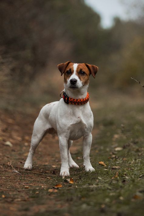 Jack Russell autumn Jack Russell Terrier Puppy, Russel Terrier Puppy, Chien Jack Russel, Jack Terrier, Jack Russell Puppy, James Herriot, Jack Russell Terrier Puppies, Jack Russell Terriers, Jack Russell Puppies