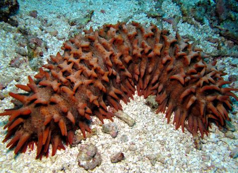 sea cucumber Sea Cucumbers, Sea Cucumber, Sea Floor, Art Appliqué, Sea Slug, In The Zoo, Big Animals, Underwater Creatures, Beautiful Fish