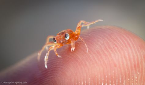 baby red crabs christmas island Baby Crab, Newborn Elephant, Oc Board, Cute Ducklings, Christmas Island, Cute Goats, Baby Red, Baby Squirrel, Pictures Of The Week