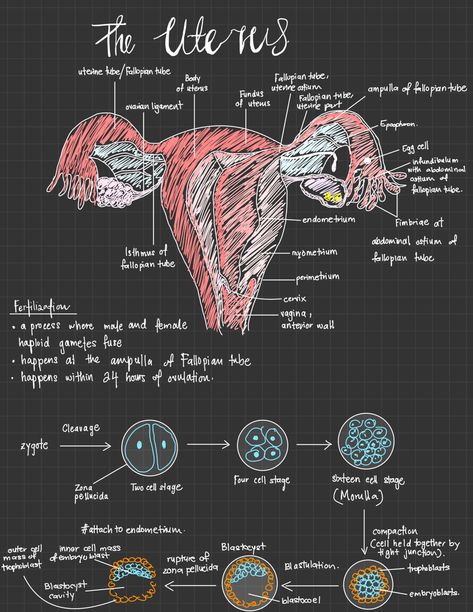 Anatomy Of Reproductive System, Uterus Anatomy Aesthetic, Anatomy Reproductive System, Womens Reproductive Anatomy, Uterus Anatomy Medical, Reproductive System Aesthetic, Female Reproductive System Anatomy Notes, Reproductive System Notes Aesthetic, Gynecologist Notes