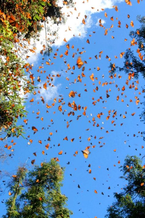 The one place i havent been to in mexico but always wanted to :( Monarch Butterfly Sanctuary - Michoacan, Mexico. Animal Migration, Butterfly Sanctuary, Butterfly Migration, Michoacan Mexico, Ocean Grove, Stone Harbor, Monarch Butterflies, Beautiful Bugs, San Fran