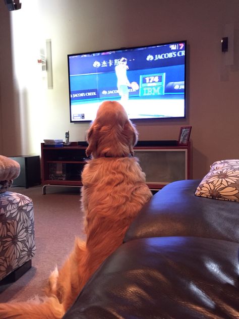 Watching TV Golden Retriever Owner, A Golden Retriever, Golden Retrievers, Watching Tv, Dog Pet, My Dog, Golden Retriever, Pet, Tv