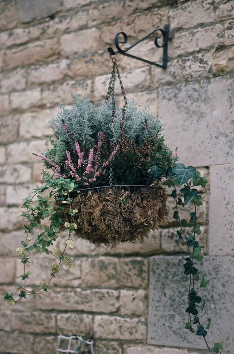 Winter hanging basket ideas: pretty winter hanging baskets | Hanging Basket Ideas, Winter Hanging Baskets, Burford Garden Company, Fern Images, Winter Blooms, Bee Friendly Plants, Plants For Hanging Baskets, Best Plants, Winter Plants