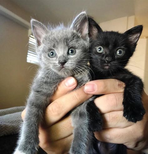 Two Kittens, White And Black Cat, Grey Kitten, Söt Katt, Cute Cat Breeds, Cat Icon, Foster Home, Cute Cat Gif, Cute Cats And Kittens