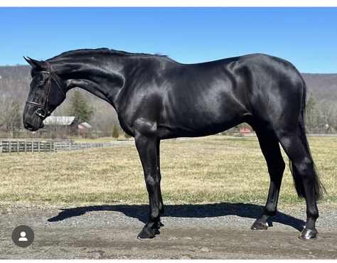 Thoroughbred Horse Black, Black Thoroughbred, Horse Black, Black Irish, Thoroughbred Horse, Thoroughbred, Horses, Black